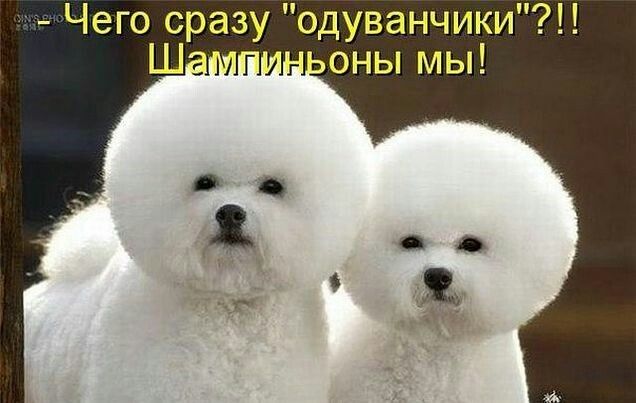 Чего _Ёразу одуванчики