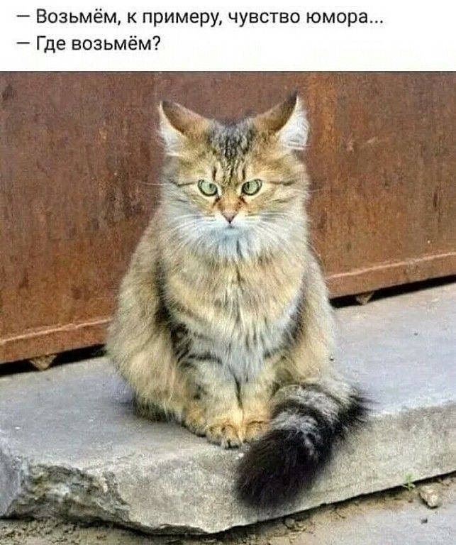 Возьмём примеру чувство юмора Где возьмём