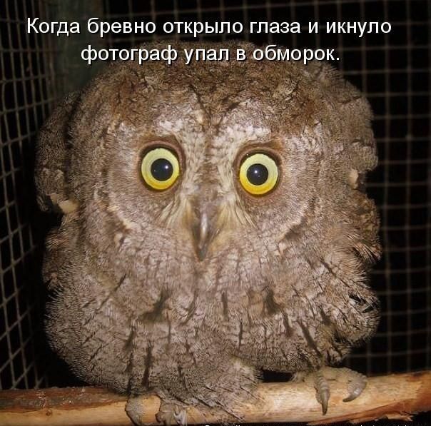 Когда бревно открыло глаза и икнупо
