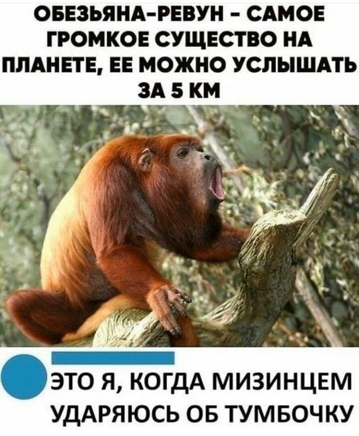 ОБЕЗЪЯНА РЕВУН САМОЕ ГРОМКОЕ СУЩЕСТВО НА ПЛАНЕТЕ ЕЕ МОЖНО УСЛЫШАТЬ это я КОГДА мизинцвм УДАРЯЮСЬ ОБ ТУМ БОЧ КУ