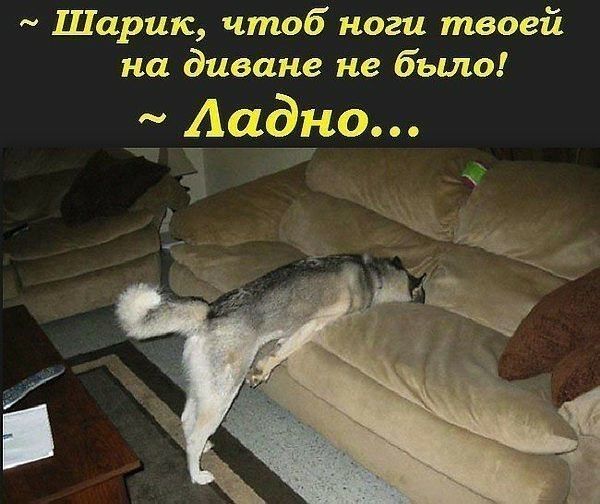 Шарик чтоб ноги твоей на диване не было ыо