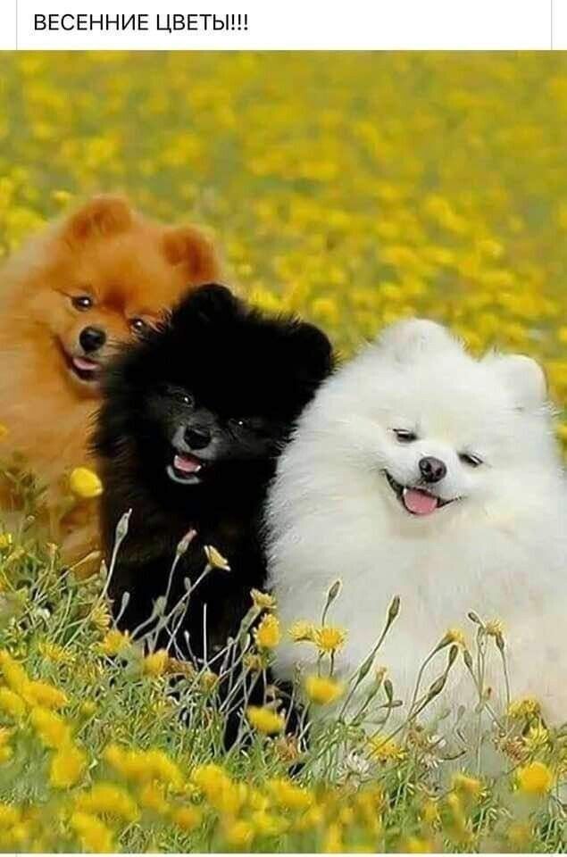 ВЕСЕННИЕ ЦВЕТЫ