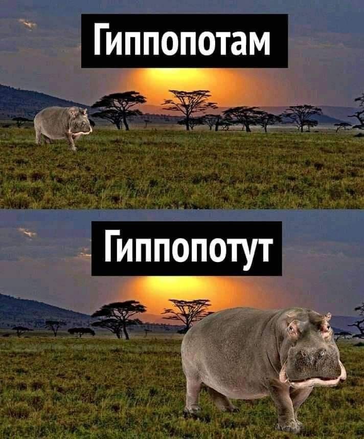 Гиппопотам