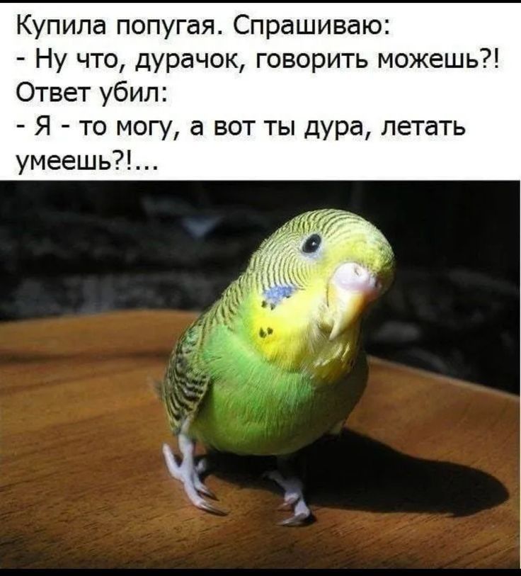 Купила попугая Спрашиваю Ну что дурачок говорить можешь Ответ убил Я то могу а вот ты дура летать умеешь