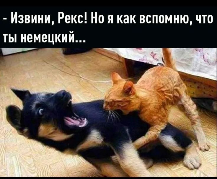 Извини Рекс Но я как вспомню что ты немецкий