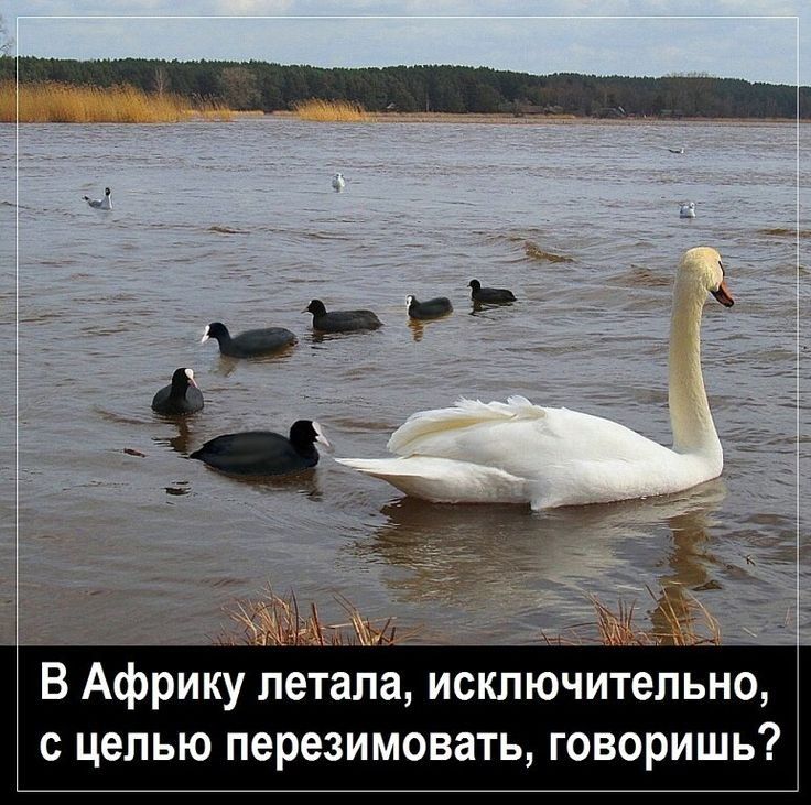 В Африку летала исключительно с целью перезимовать говоришь