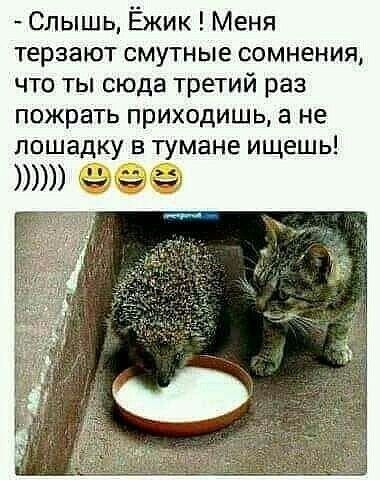 Слышь Ёжик Меня терзают смутные сомнения что ты сюда третий раз пожрать приходишь а не лошадку в тумане ищешь