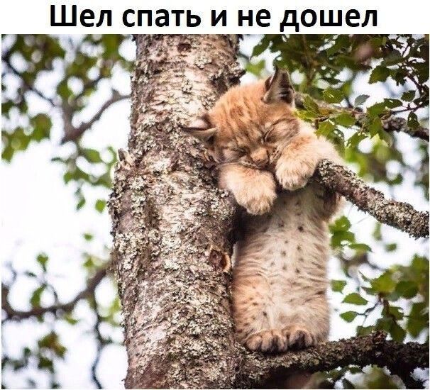 Шел спать и не дошел