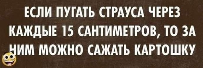 ЕСЛИ ПУТАТЬ СТРАУСА ЧЕРЕЗ КАЖдЫЕ 15 САНТИМЕТРОВ ТО ЗА ёИМ МОЖНО САЖАТЬ КАРТОШКУ