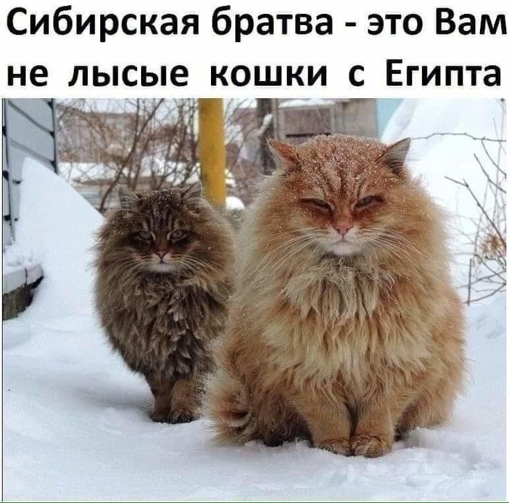 Сибирская братва это Вам не лысые кошки с Египта