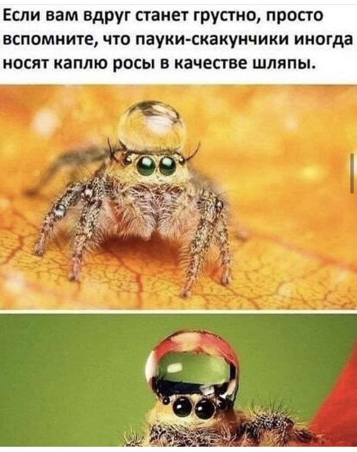 Если вам вдруг станет грустно просто вспомните что пауки скакунчики иногда носят каплю росы в качестве шляпы