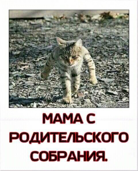 с родительского СОБРАНИЯ
