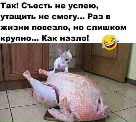 Так Съесть не успею утащить не смогу Раз в жизни повезло но слишком крупно Как назло