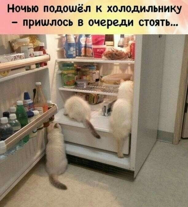 НОЧЬЮ ПОдОШёЛ К ХОЛОДИЛЬНИК ПРИШЛОСЬ В очереди СТОЯТЬ