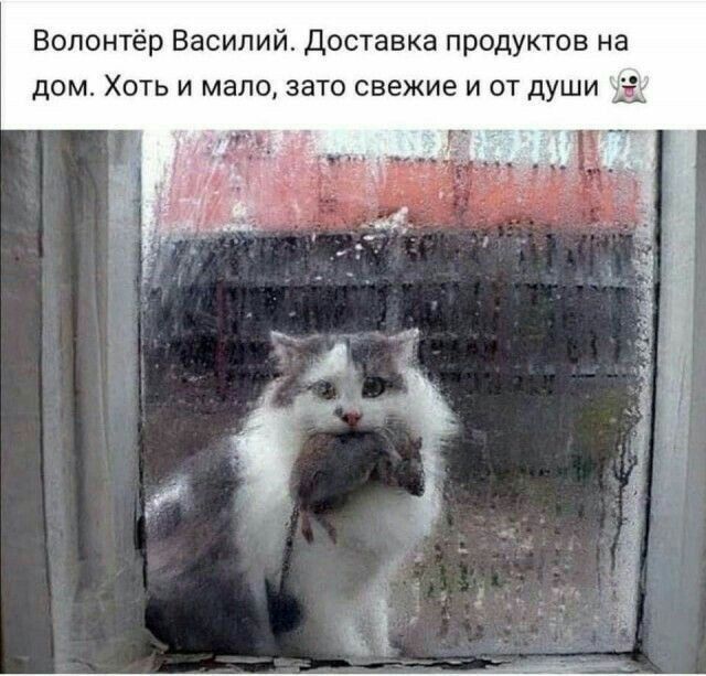 Волонтёр Василий доставка продуктов на дом Хоть и мало зато свежие и от души Ем