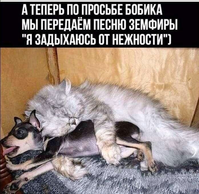 А ТЕПЕРЬ П0__ПРОСЬБЕ БОБИКА МЫ ПЕРЕЛАЕМ ПЕСНЮ ЗЕМФИРЫ Я ЗАДЫХАЮВЬ 0Т НЕЖНПСТИЧ