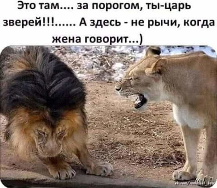 Это там за порогом ты царь зверей А здесь не рычи когда жена оворит_ а а