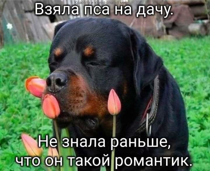 51 Невнала раньше _ чтоон такойромантию