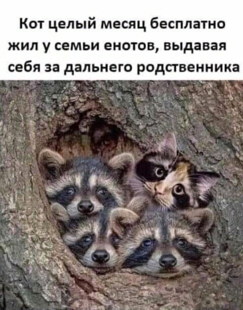 Кот целый месяц бесплатно жил у семьи енотов выдавая себя за дальнего родственника