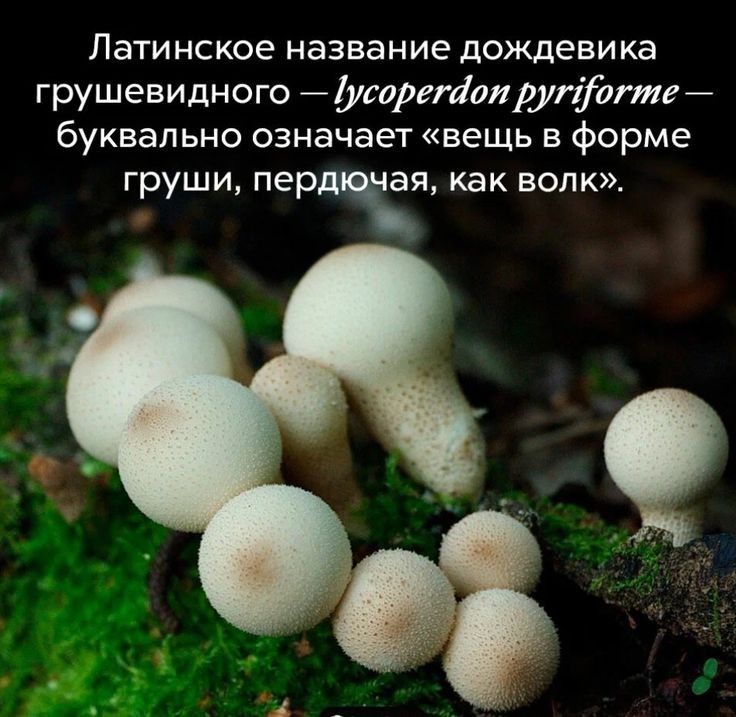 Латинское название дождеви ка грушевидного усоретаиругіогте буквально означает вещь в форме груши перд чая как волк