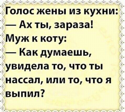 3ЁГопос жены из кухниЁі іі Ах ты зараза Щ Муж к коту Как думаешь увидела то что ты нассал или то что я выпил