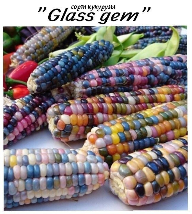 вирт кушшы 6