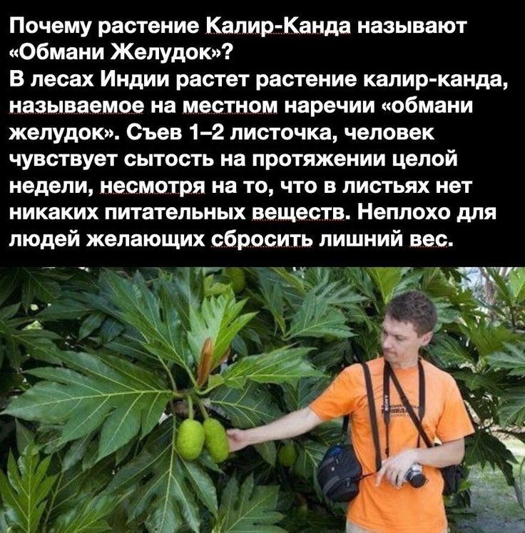 Почему растение КалирКанда нвзывнют Обмани Желудок В лесах Индии раст растение налив канца называемое на местном наречии обмани желудок Съен 12 листа ска человек чувствует сытость на протяжении целой НЕДЕЛИ несмотря на ТО ЧТО В листьях нет никаких питательных веществ Неплохо для людей желающих сбросить лишний вес