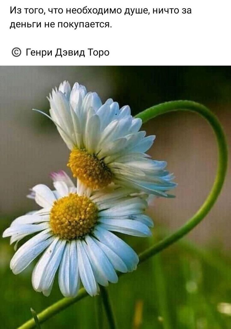 Из того что необходимо душе ничто за деньги не покупается Генри Дэвид Торо