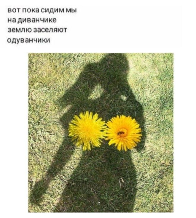 на пока сидим мы на диванчике землюзаоелиют одуванчики