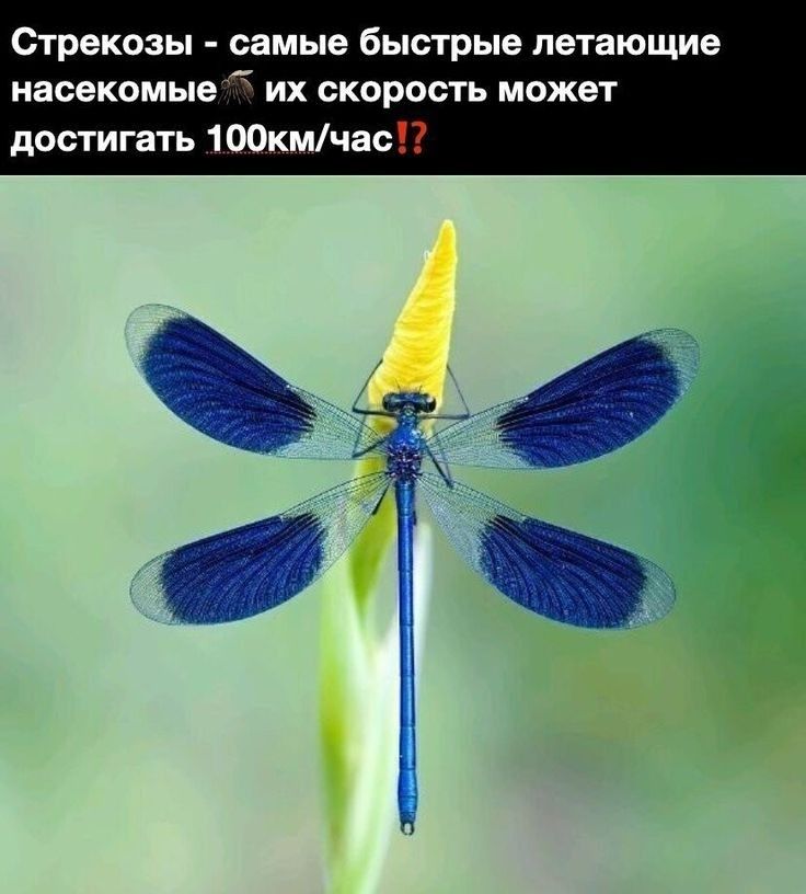 Стрекозы самые быстрые летающие насекомые их скорость может достигать 100кмчао