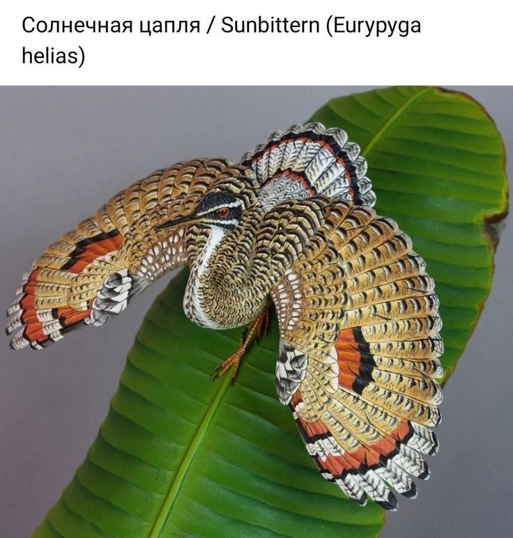 пнечная цапля ЗипЬіпегп Ешуруаа Неііаз