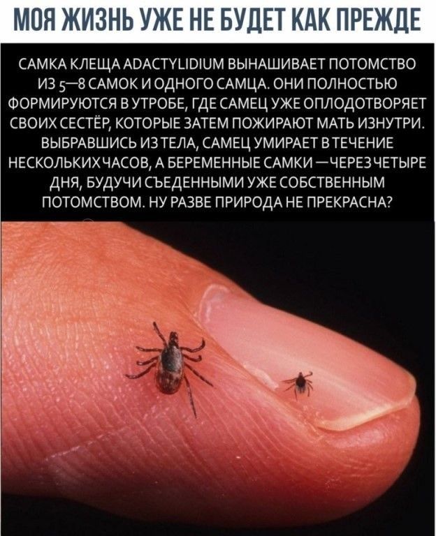 САМКА КЛЕЩА АОАСТУШЭШМ ВЫНАШИБАЕТ ПОТОМСТВО ИЗ 5ВСАМ0К И ОДНОГО САМЦА ОНИ ПОЛНОСТЬЮ ФОРМИРУЮТСЯ в УТРОБЕ ГДЕ САМЕЦ УЖЕ ОПЛОДОТВОРЯЕТ СВОИХ СЕСТЕР КОТОРЫЕ ЗАТЕМ ПОЖИРАЮТ МАТЬ ИЗНУТРИ ВЫБРАБШИСЬ ИЗ ТЕЛА САМЕЦ УМИРАЕТ В ТЕЧЕНИЕ нешолькихчков А БЕРЕМЕННЫЕСАМКИ ЧЕРЕЗЧЕТЫРЕ ДНЯ БУДУЧИ СЪЕДЕННЫМИ УЖЕ СОБСТВЕННЫМ потомством НУ РАЗЕЕ ПРИРОДА НЕ ПРЕКРАСНА