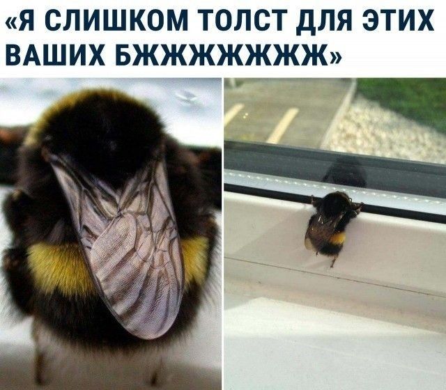 Я СЛИШКОМ ТОЛСТ дЛЯ ЭТИХ ВАШИХ БЖЖЖЖЖЖЖ