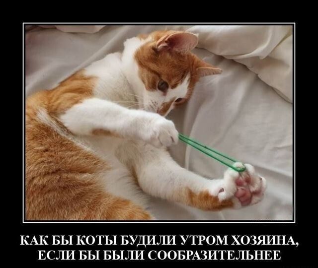 КАК БЫ КОТЬ1 БУДИЛИ УТРОМ ХОЗЯИНА ЕСЛИ ВЫ БЫЛИ СООБРШИТЕЛЪНЕЕ