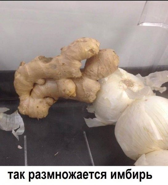 так размножается имбирь