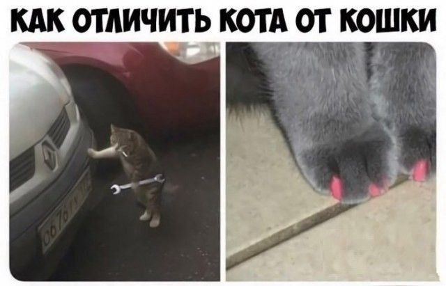 ОТЛИЧИТЬ КОТА ОТ КОШКИ