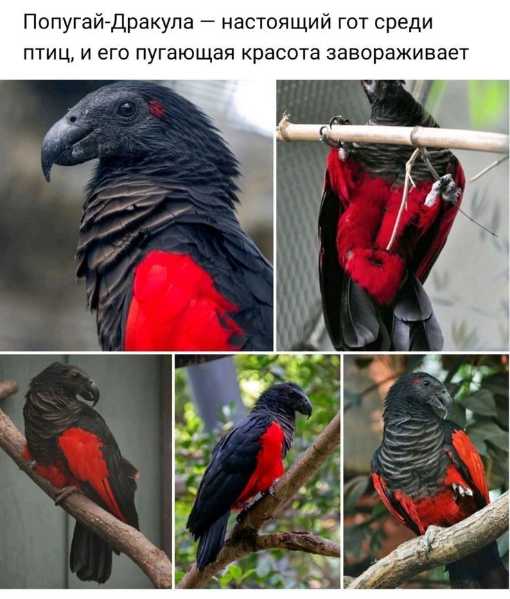Попугайгдракупа настоящий гот среди птиц и его пугающая красота завораживает