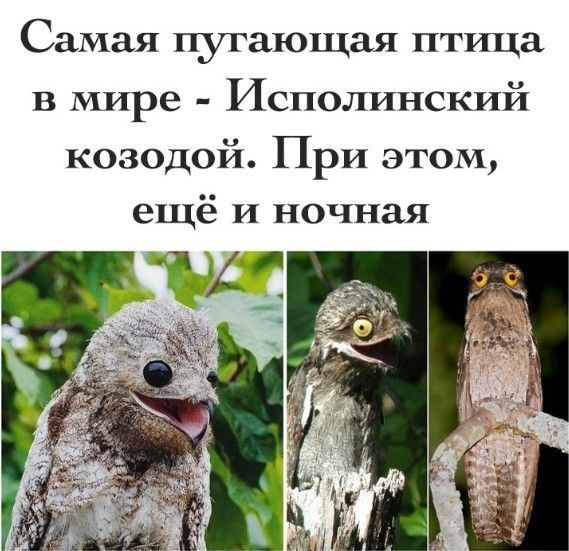Самая пугающая птица в мире Исполинский козодой При этом ещё и ночная