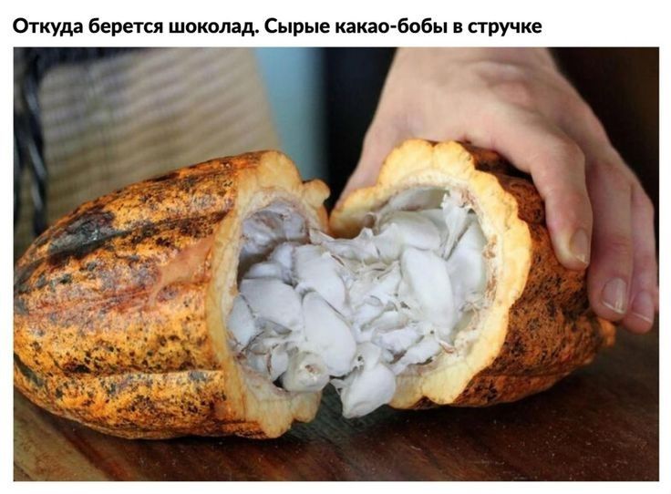 Откуда Берется шоколад Сырые пиво Бобы в стручка