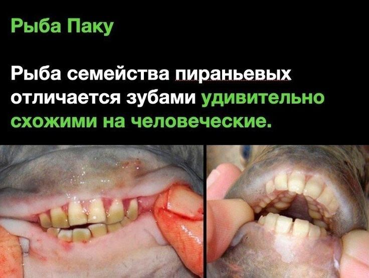 Рыба Паку Рыба семейства пираньевых отличается зубами удивительно СХОКИМИ на человеческие