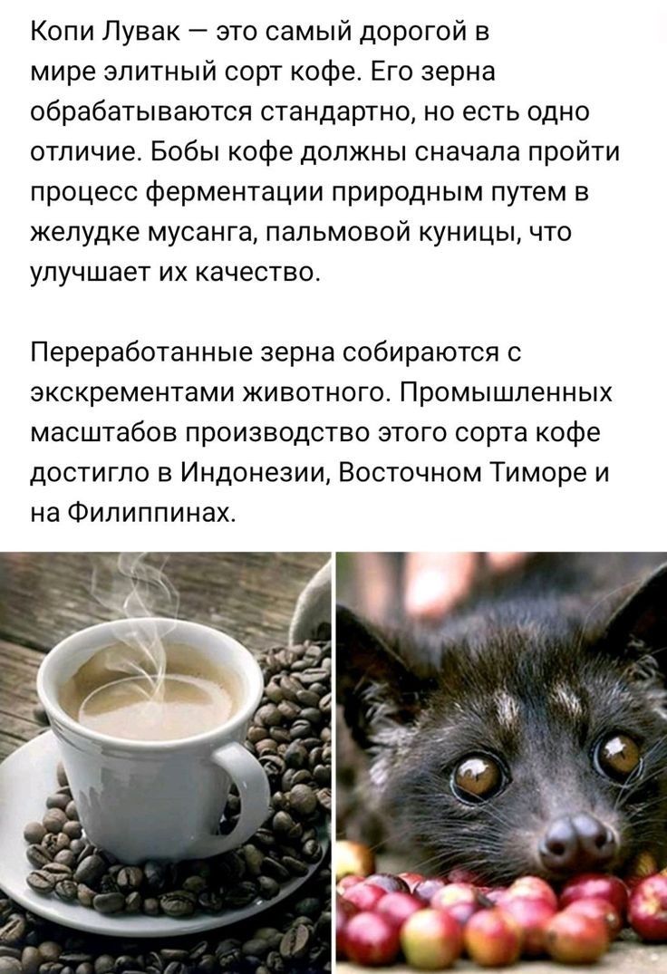 Копи Лувак это самый дорогой в мире элитный сорт кофе Его зерна обрабатываются стандартно но есть одно отличие Бобы кофе должны сначала пройти процесс Ферментации природным путем в желудке мусанга пальмовой куницы что улучшает их качество Переработанные зерна собираются зкскрементами животного Промышленных масштабов производство этого сорта кофе достигло в Индонезии Восточном Тиморе и на Филиппина