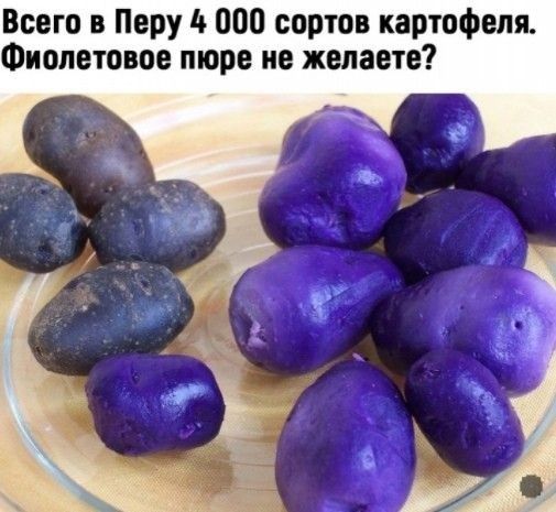 Всего в Перу 000 сортов картофеля Фиолетовое пюре не желаете