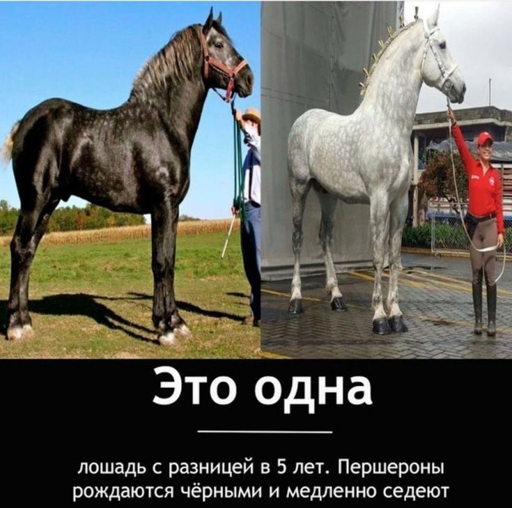Это одна лошадь разницей в 5 лет Першервны рождаются чёрными и медленно седеют