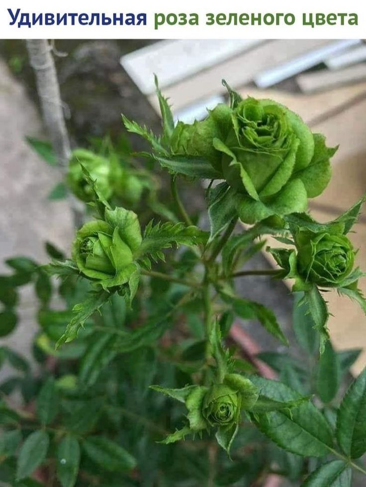 Удивительная роза ЗЕЛЕНОГО цвета