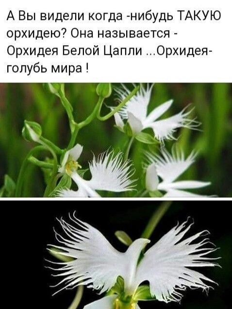 А Вы видели когда нибудь ТАКУЮ орхидею7 Она называется Орхидея Белой Цапли Орхидет голубь мира