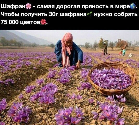 Шафраи самая дорогая пряиость мира Чтпбы получить ЗОг шафряиап нужно собрать 75 000 цветов
