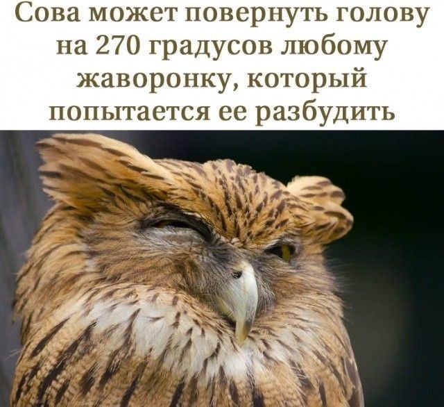 Сова может повернуть голову на 270 градусов любому жаворонку который попытается ее разбудить