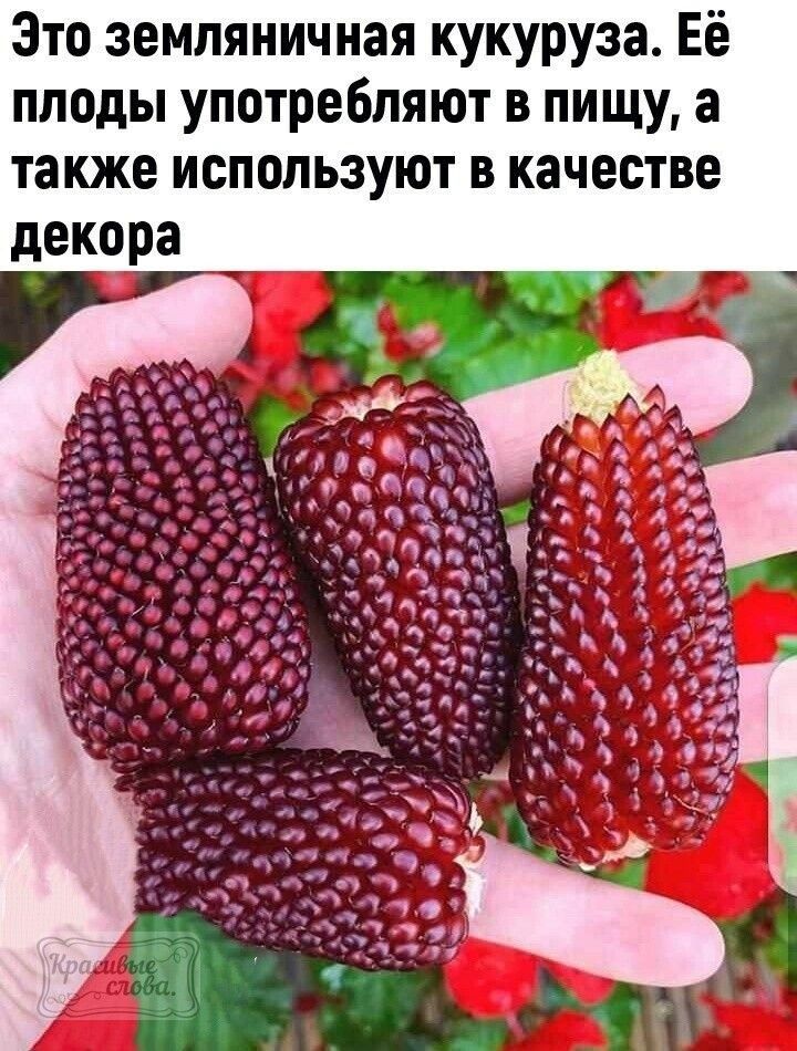 Это земляничная кукуруза Её плоды употребляют в пищу а также используют в качестве декора