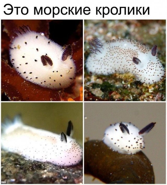 Это морские кролики