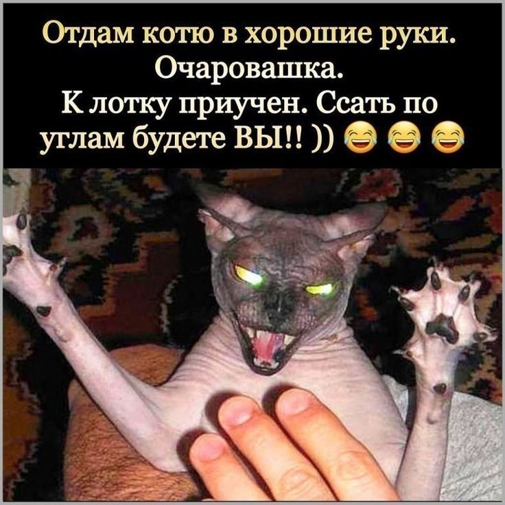 Отдам кота в хорошие руки Очаровашка К лотку приучен Осать по углам будете вып 63